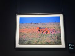 -罗红摄影艺术馆