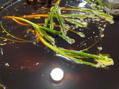 -石灰市毛记烧鸡公(解放碑店)