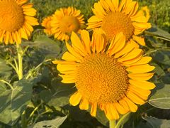 -春花秋色城市公园