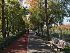 -上海长兴岛郊野公园