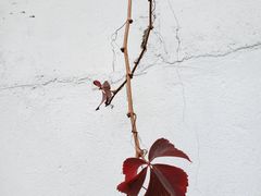 -水岸居湖景农家乐·阳澄湖大闸蟹