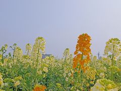 -中国天府农业博览园