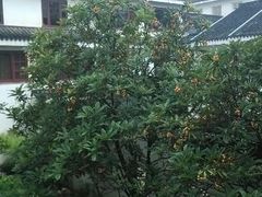 android_upload_pic-苏州吴宫泛太平洋酒店