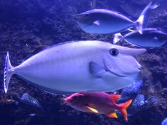 -芜湖新华联大白鲸海洋公园