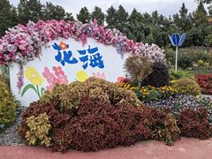 -荷兰花海