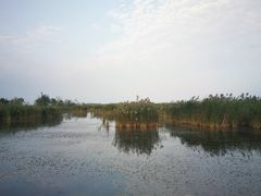 -盐城丹顶鹤湿地生态旅游区