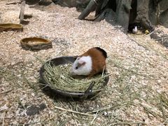 -zoonana室内动物园(东方福来德店)
