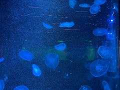 -太奥幻太奇海洋馆