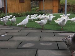 -黄龙溪欢乐田园