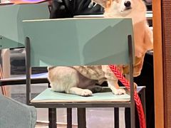 -sugarman espresso素饮糖人高新咖啡工厂