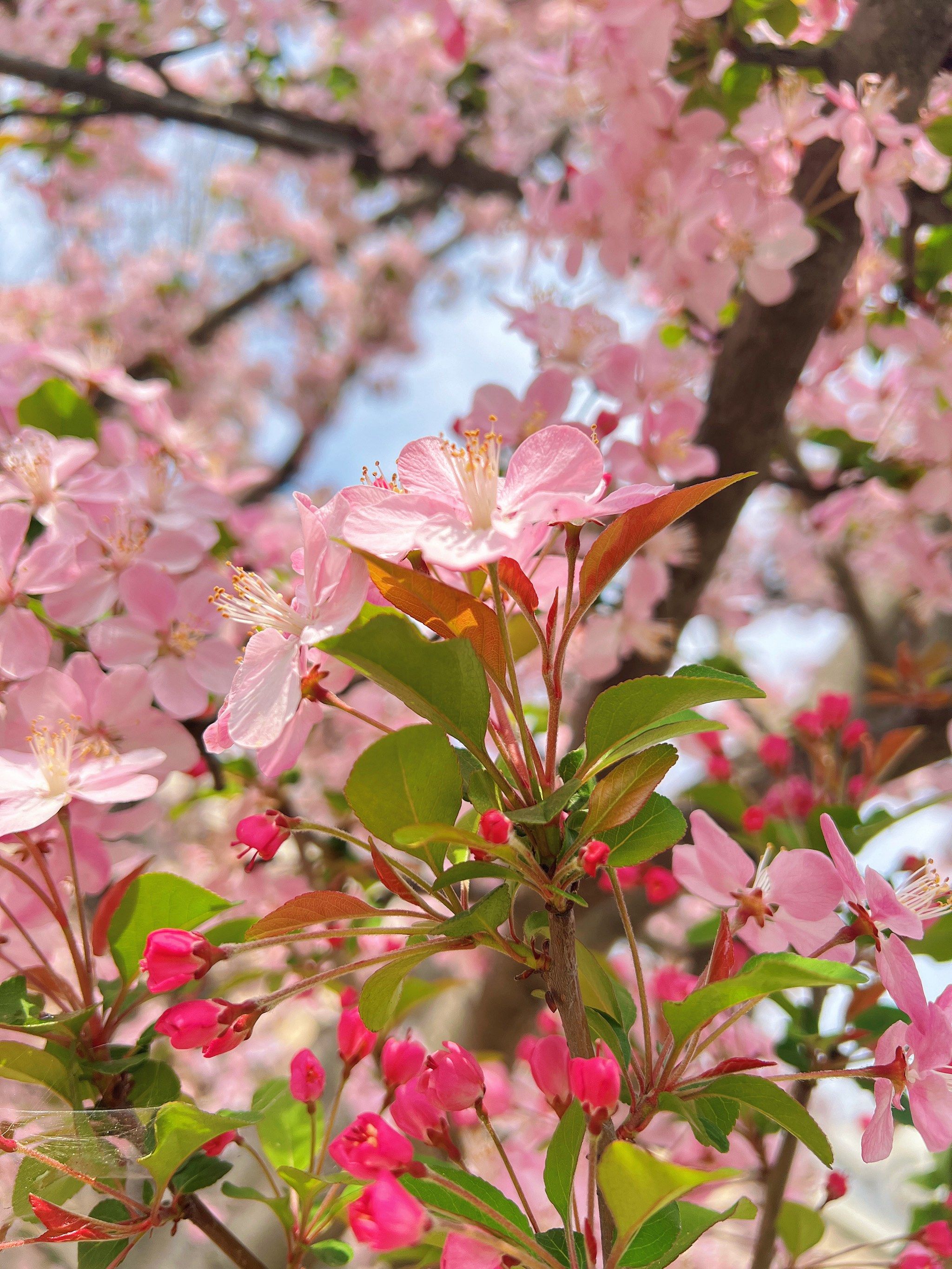 这应该是桃花了吧?不会还是樱花吧?