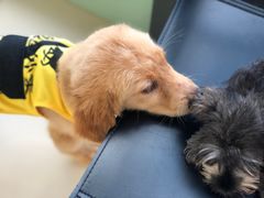 -怪兽屋·羊驼·猫咖·狗咖(俊华广场店)