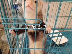 -浣熊柯尔鸭土拨鼠·电玩咖