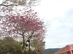 -天适樱花悠乐园