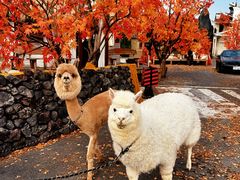 -Blue Concept Cafe&Farm·關於藍