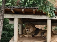 -石家庄市动物园