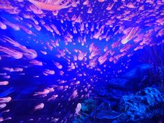 -南昌梵高星空艺术馆