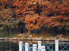 -上海共青森林公园