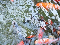 -悦真雅院·四合院·清真私房菜(雍和宫店)