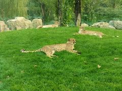 -北京野生动物园