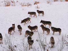 -新疆天山野生动物园