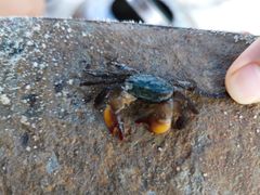 -北海金海湾红树林生态旅游区