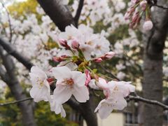 -高东镇樱花园