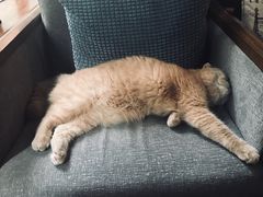 猫-咖法森林·咖啡  酒吧(天河店)