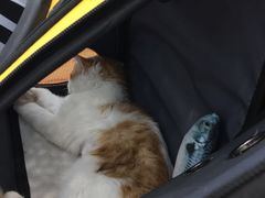 -纳吉亚猫专科动物医院·北北分院