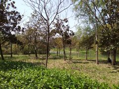 -昆山城市生态森林公园