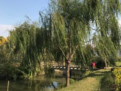 -鹅湖玫瑰文化园