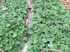 -天目湖刘老四农庄