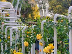 -人民公园(罗湖区)