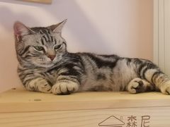 -猫咪派对(江南西店)