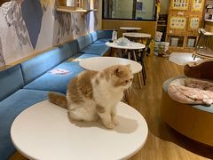 -滚猫咖啡·猫咖·猫友好撸猫(未来城店)