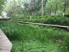 -合肥滨湖国家森林公园