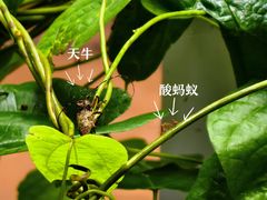 -西双版纳基诺山寨