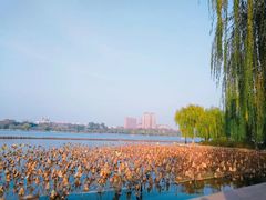 -济南大明湖景区