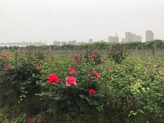 -菊园百果园
