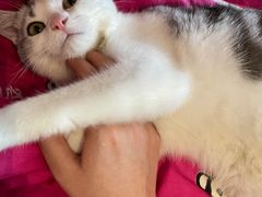 -lincat·猫舍(广州店)