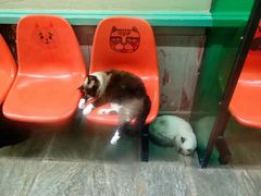 -猫咪博物馆(顶澳仔猫街店)