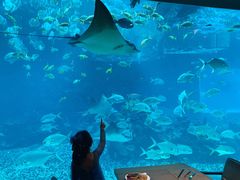 -海棠湾洲际-涛·海底餐厅·美人鱼·自助餐·海底隧道