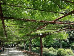 -嘉定紫藤园