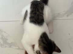 -宠爱国际动物医院·消化内科·心肾内科·ISFM猫友好(望京店)