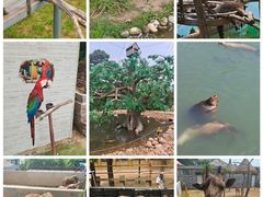 -西霞口神雕山野生动物世界