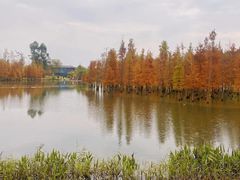 -白鹭湾湿地公园