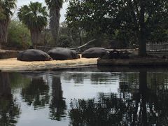 -威勒比开放式动物园