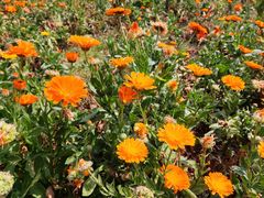 -广州市流溪河国家森林公园