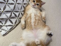 -东方名猫馆·英短金渐层布偶猫舍(环线广场1号楼店)