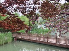 -青枫公园
